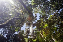 COP26: MINISTRO DO AMBIENTE DA GUINÉ-BISSAU VALORIZA SUBSCRIÇÃO DE ACORDO CONTRA DESFLORESTAÇÃO